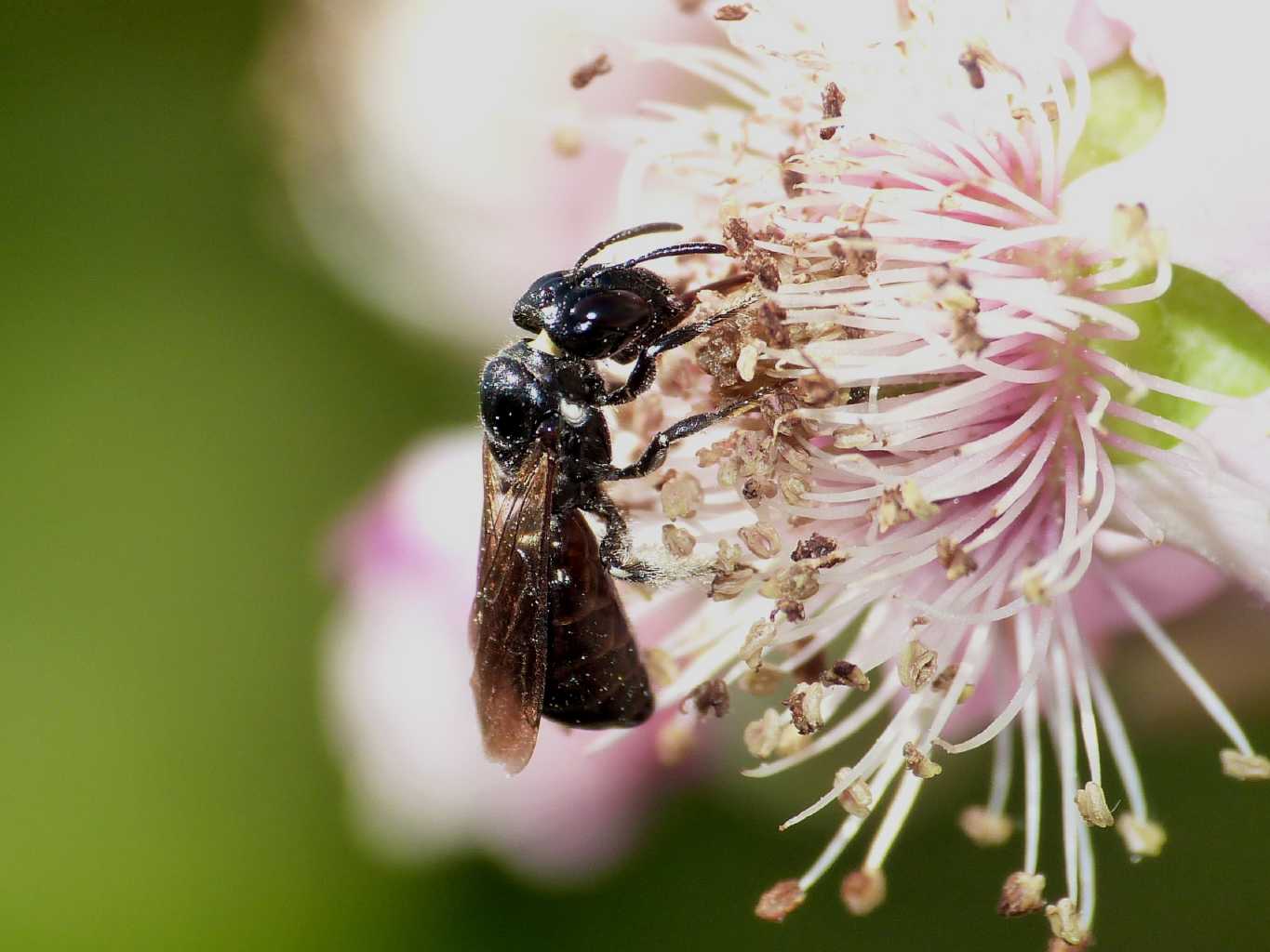 Apina nera su rovo: Femmina di Ceratina cucurbitina.